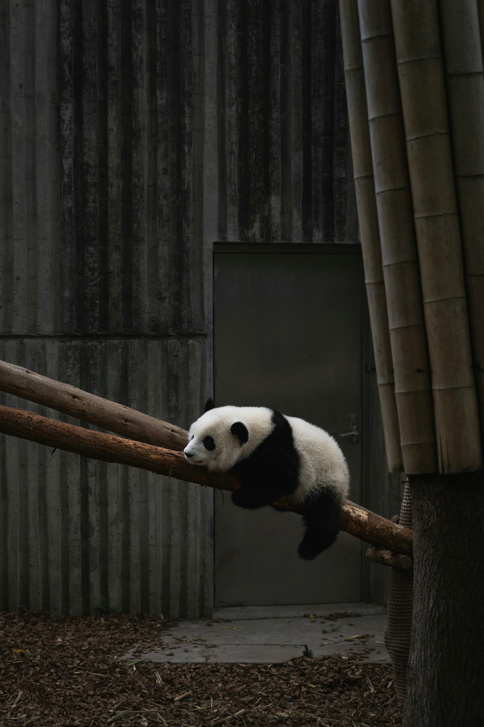 Giant panda in Chengdu, Sichuan, China