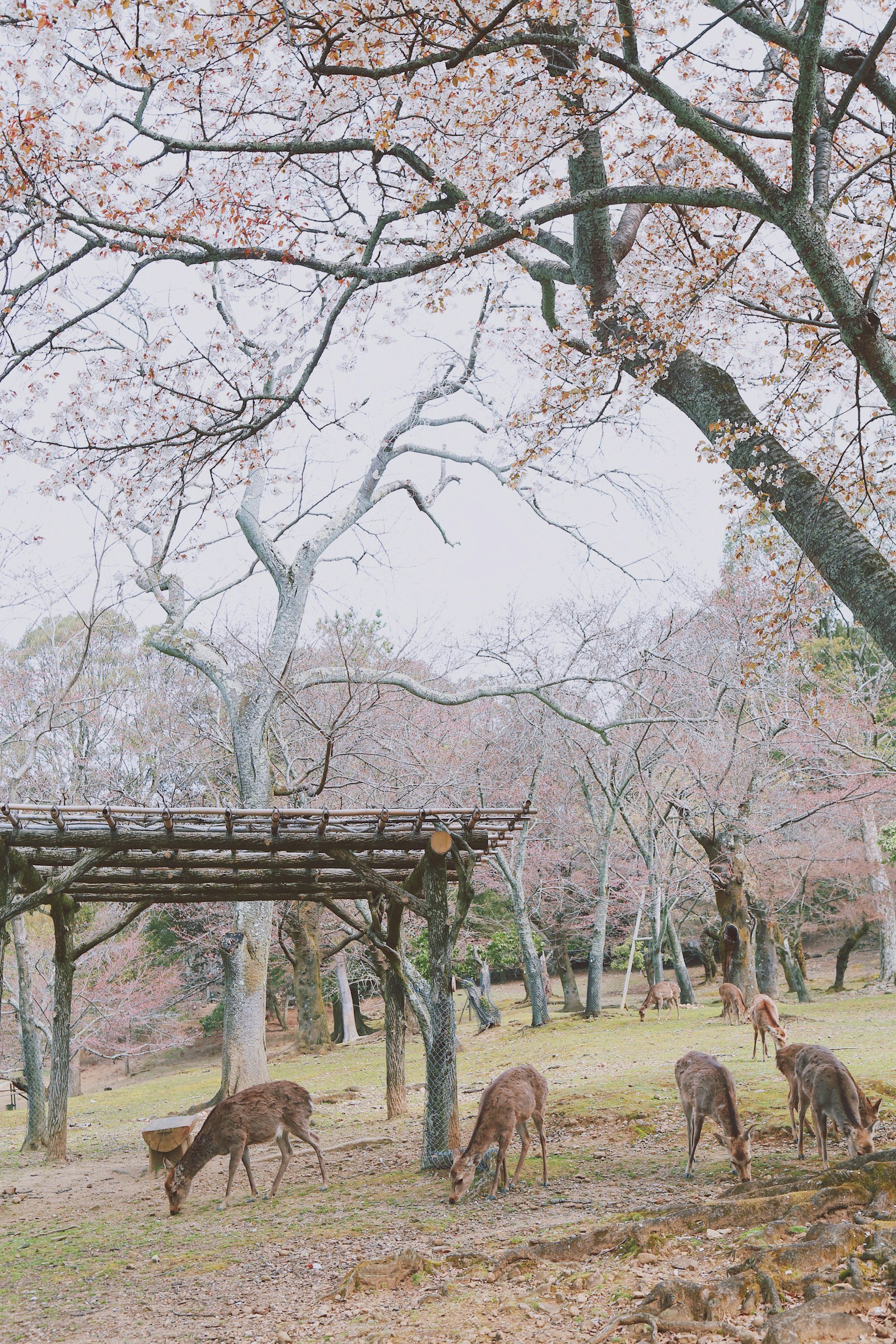 Nara deer beneath flowering cherry trees in Japan