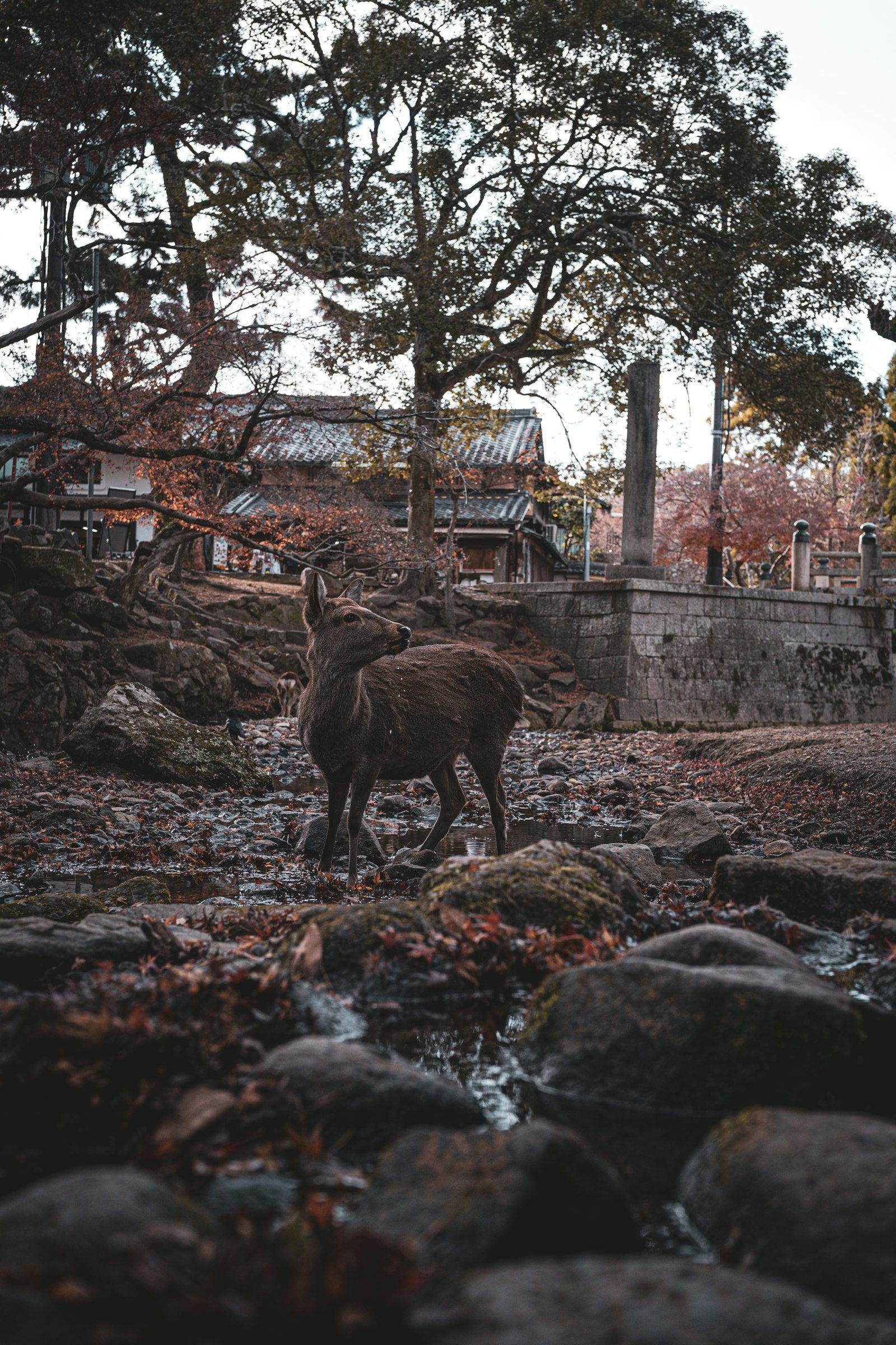 Deer beside a traditional temple in Nara Park, Japan