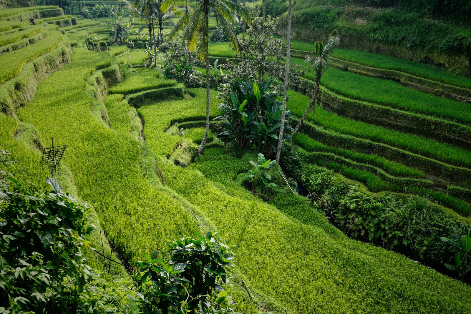 Sunlit Tegalalang rice terraces in Bali, Indonesia